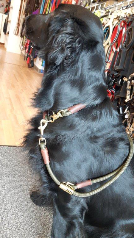 dogius halsband hund